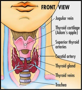 thyroid12