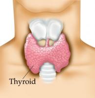 Thyroid-Gland
